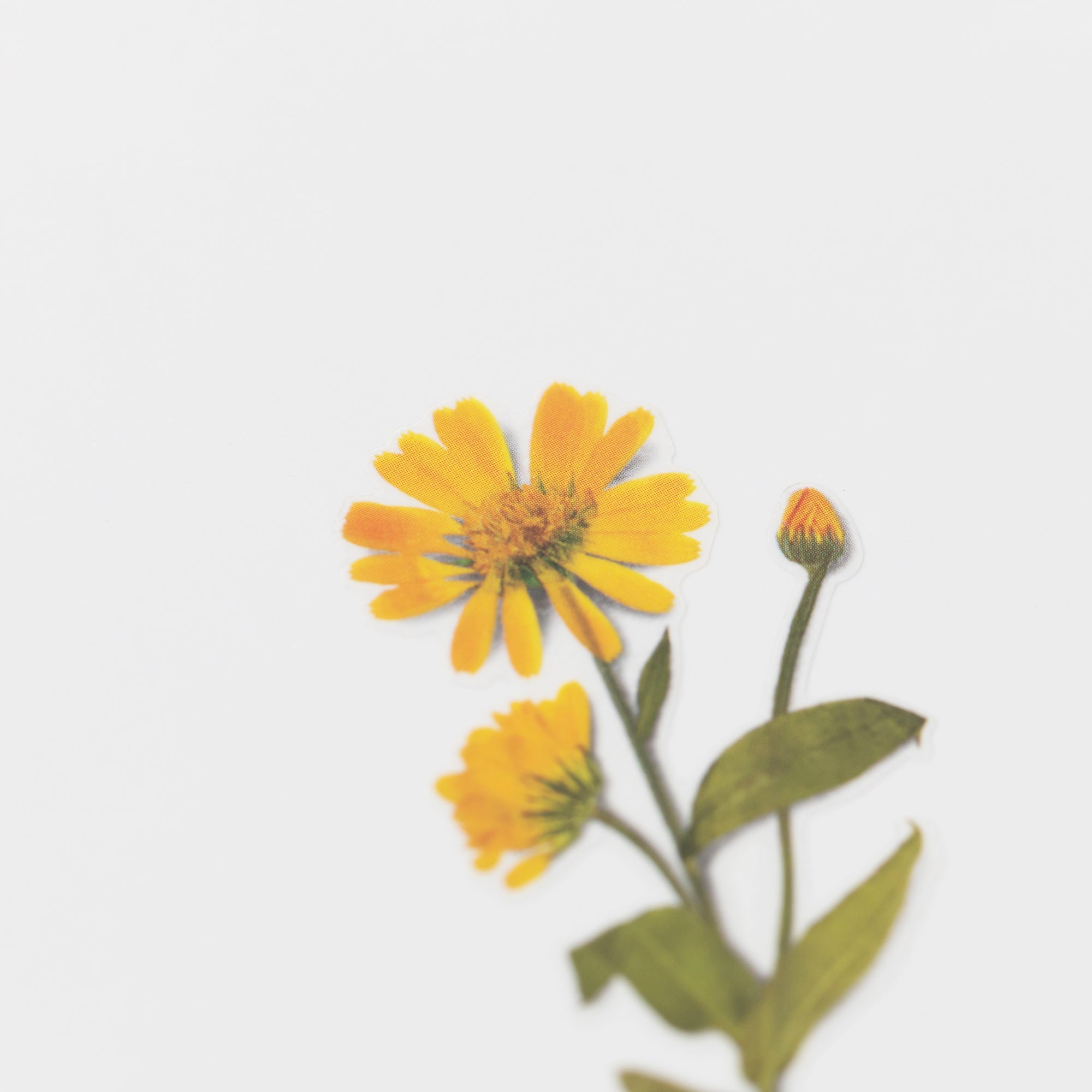 Appree - Pressed Flower Sticker - Calendula-Sticker-DutchMills