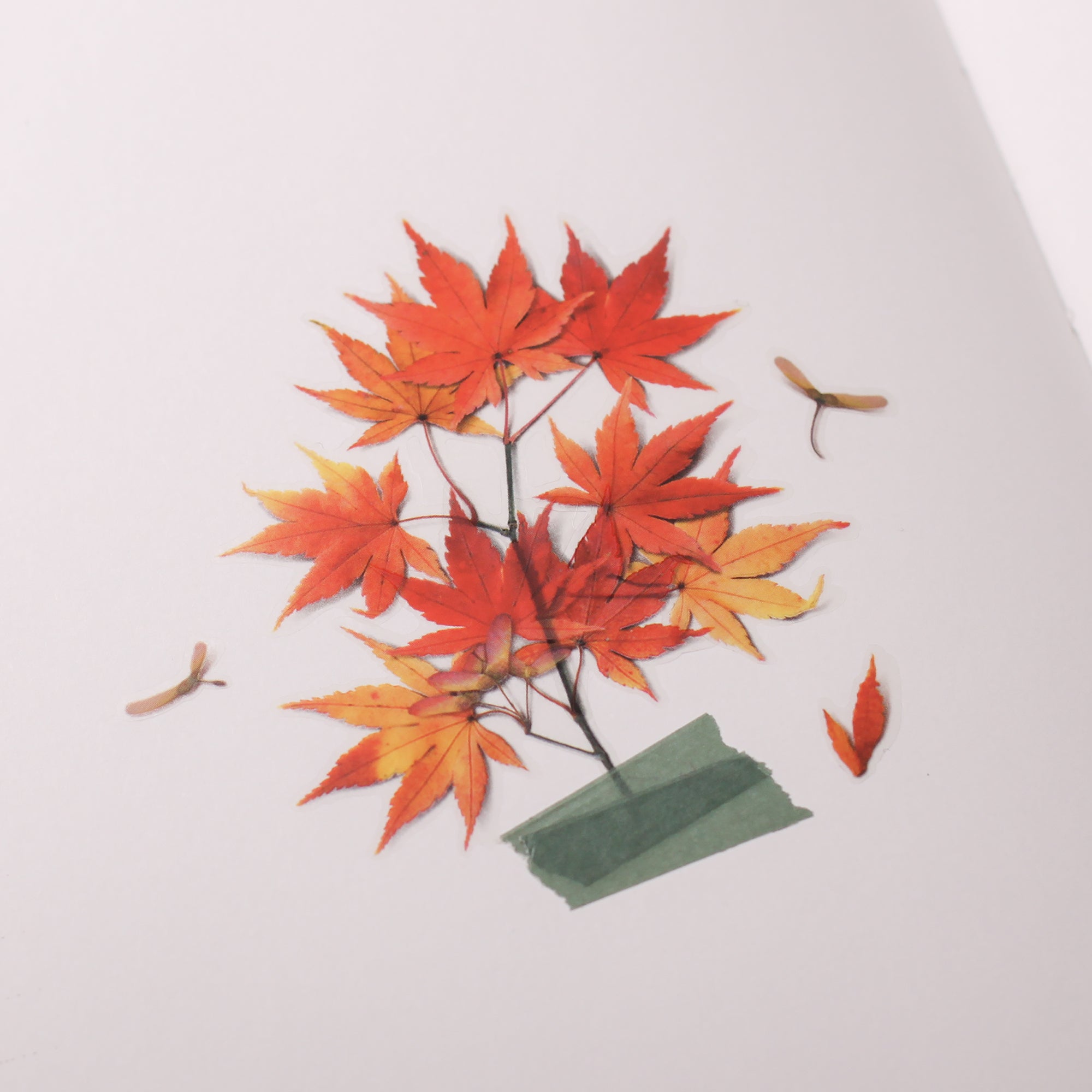 Appree - Pressed Flower Sticker - Palmate Maple-Sticker-DutchMills